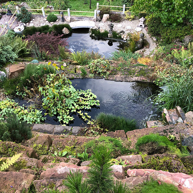 Picture of a pond in a natural garden