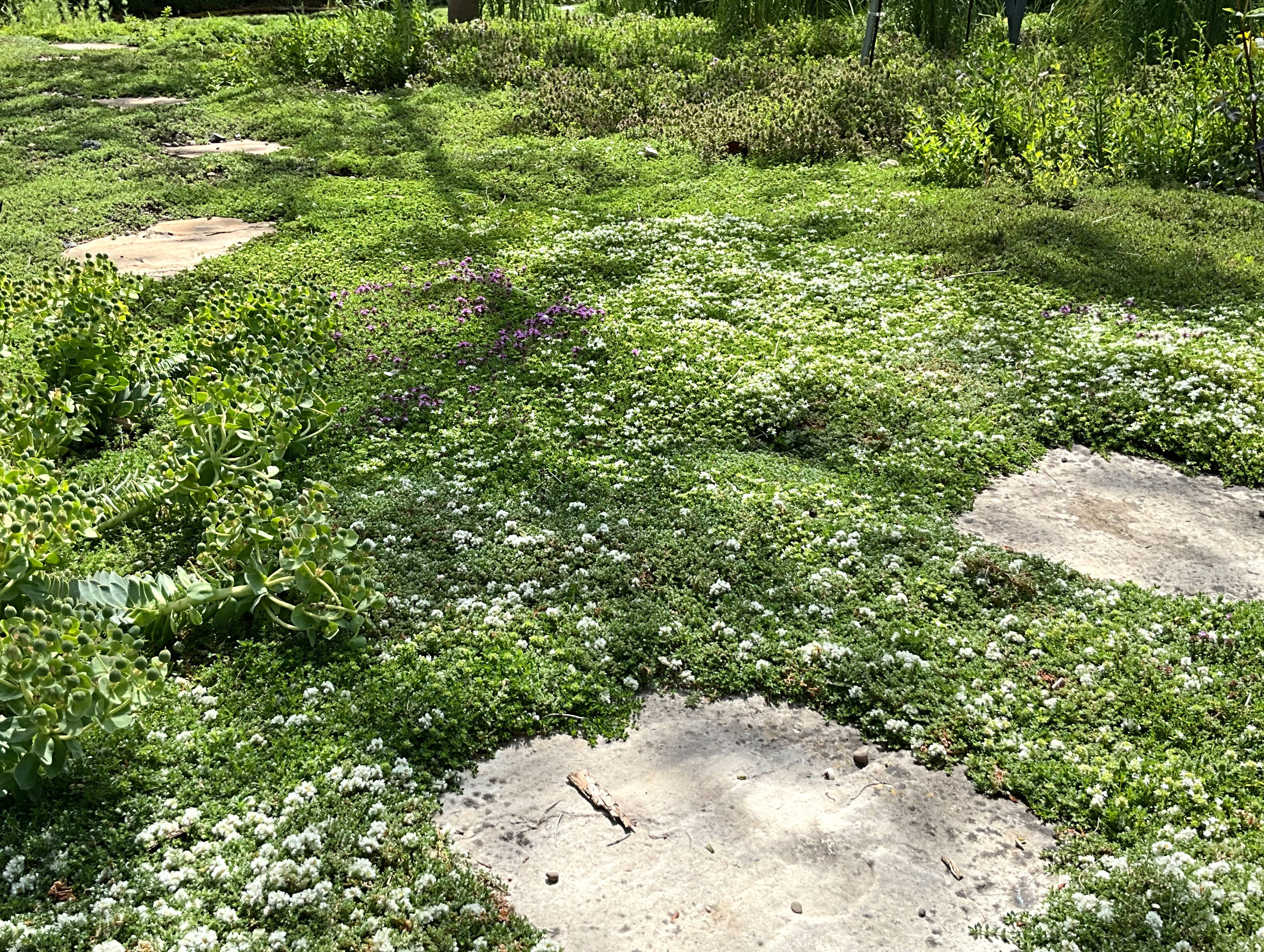 Thyme garden